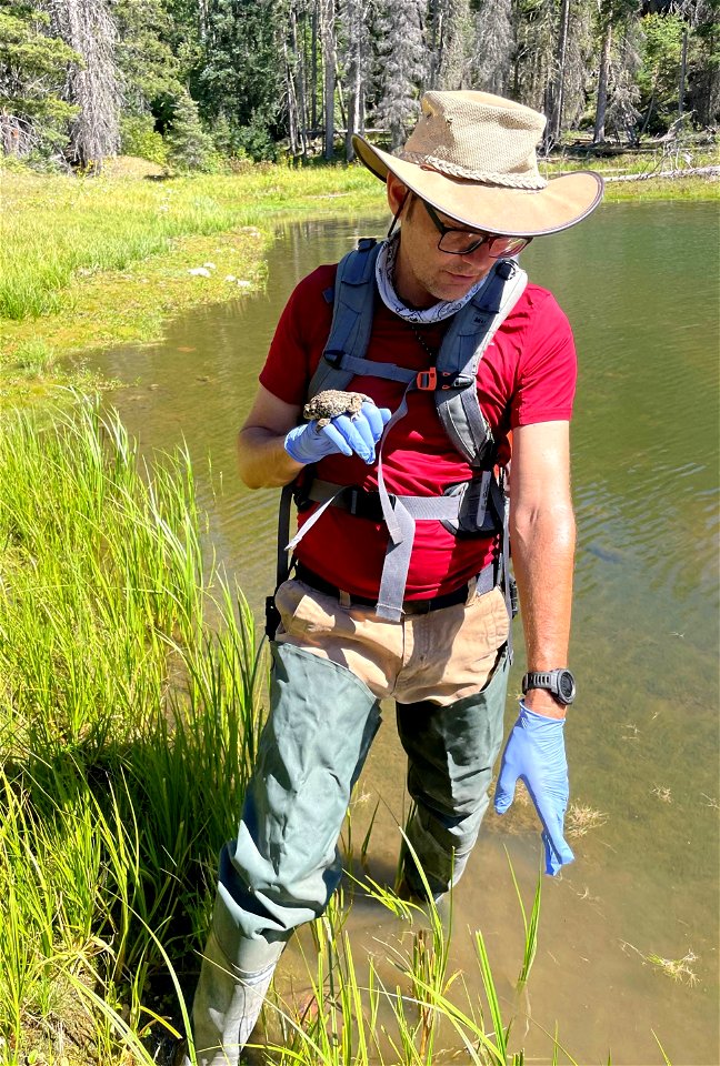 Boreal Toad Surveys at Lakes, Canjilon RD, Carson NF