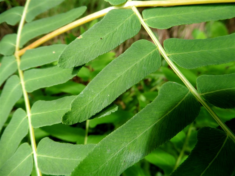 Osmunda regalis L., 1753