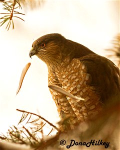 Sharp-shinned Hawk photo