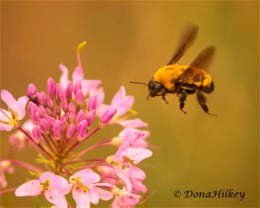 Morrison's Bumble Bee photo