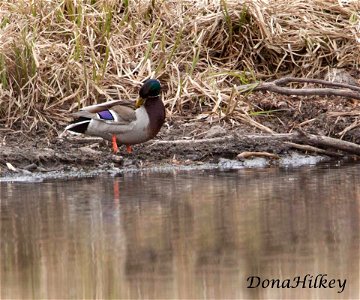 Mallard male Marvine Creek April 8, 2017