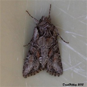 Cutworm Moths and Allies Family