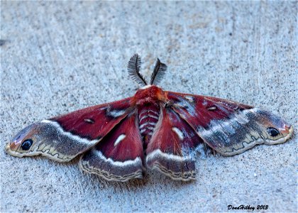 Glover's Silkmoth