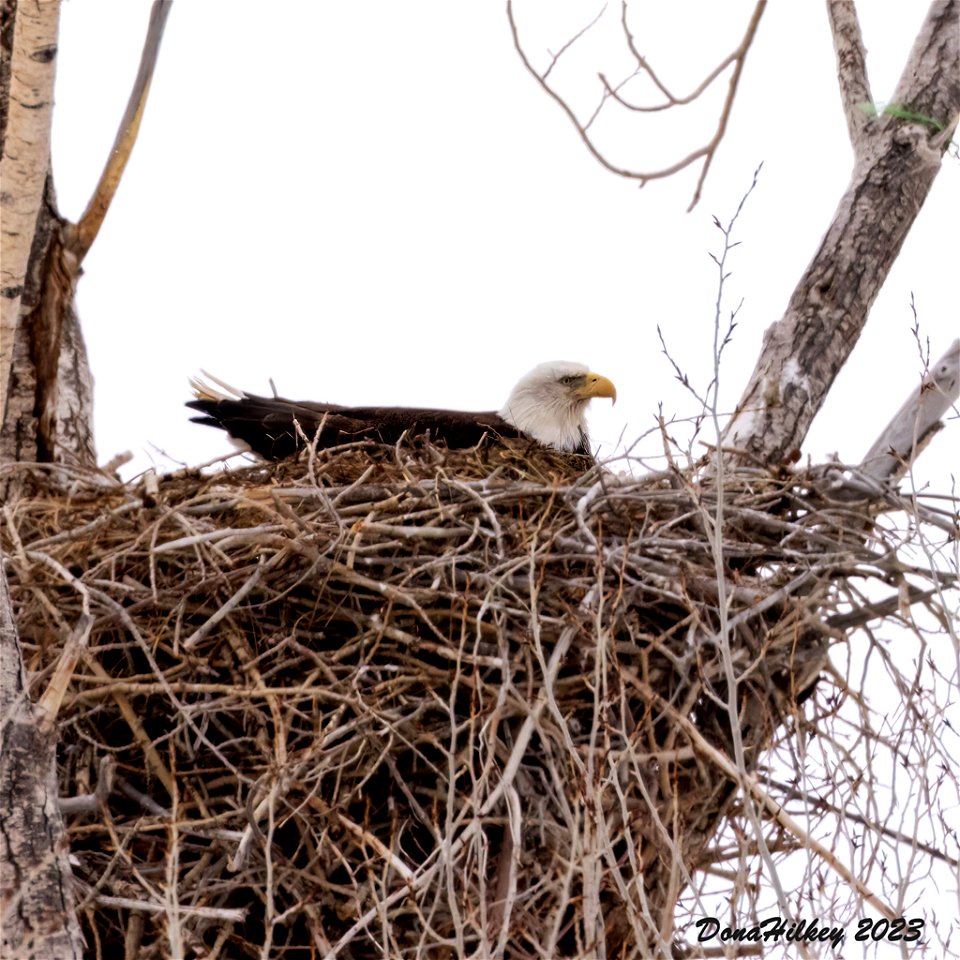 Bald Eagle on nest