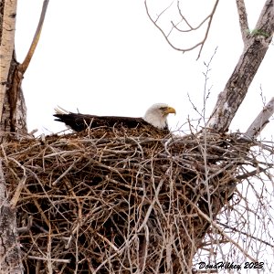 Bald Eagle on nest photo
