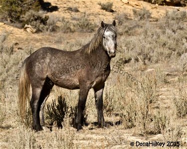Piceance Wild Horses