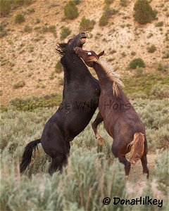 Piceance Wild Horses