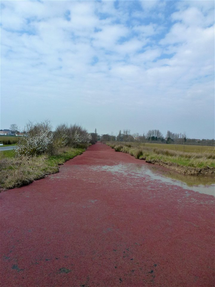 Azolla filiculoides Lam., 1783