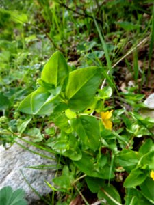 Lysimachia nemorum L., 1753