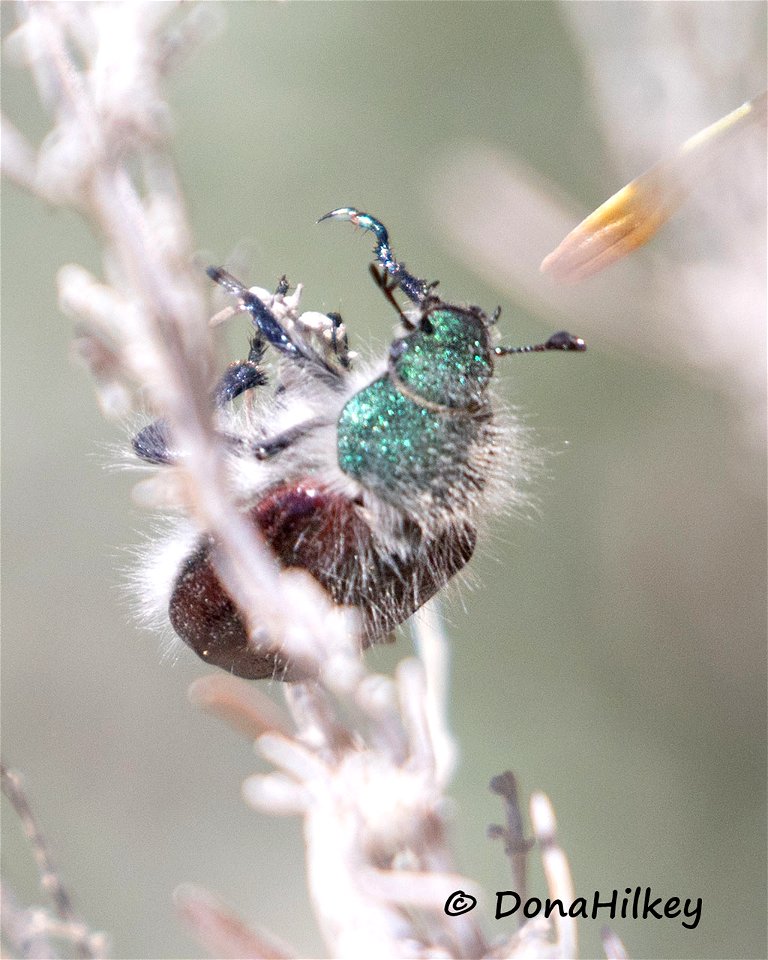 Paracotalpa granicollis