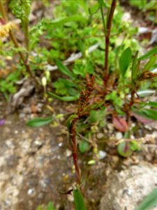 Rumex acetosella L., 1753