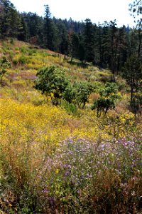 Wildflowers on the Sandia Ranger District