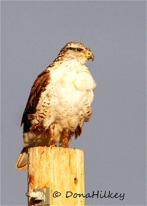 Ferruginous Hawk