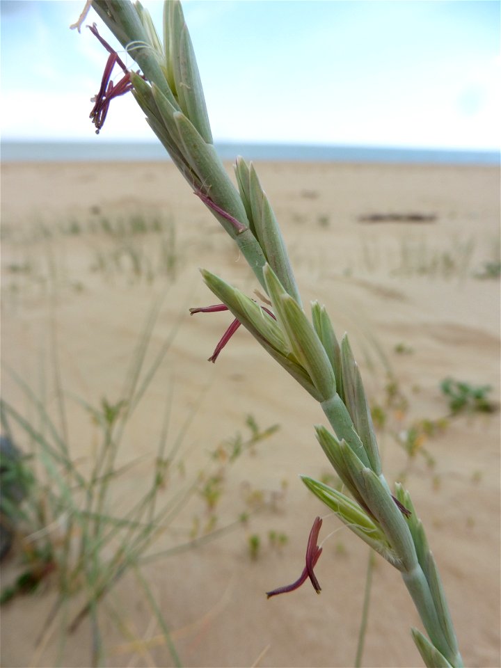 Elytrigia juncea subsp. boreoatlantica (Simonet & Guin.) Hyl., 1953