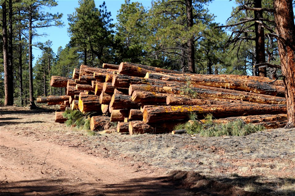 Mt Taylor RD Timber Harvest