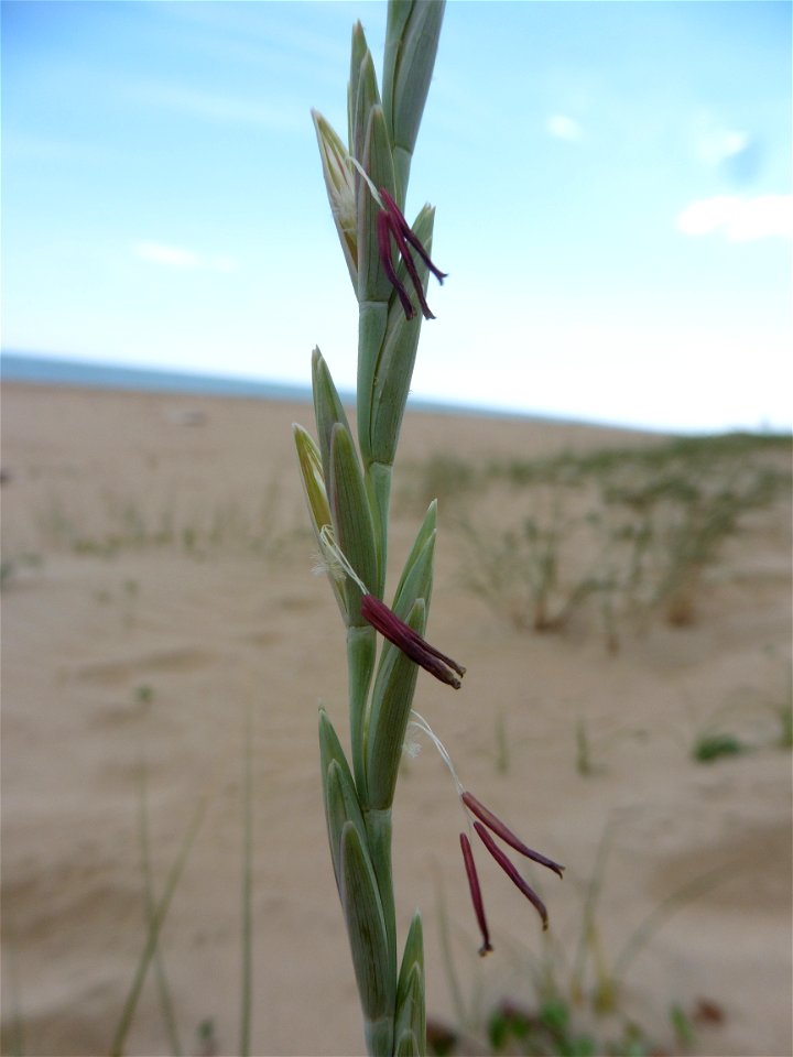 Elytrigia juncea subsp. boreoatlantica (Simonet & Guin.) Hyl., 1953
