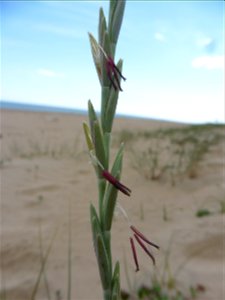Elytrigia juncea subsp. boreoatlantica (Simonet & Guin.) Hyl., 1953