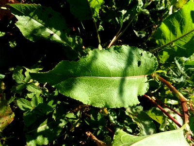 Rumex obtusifolius L., 1753