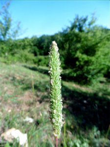 Phleum phleoides (L.) H.Karst., 1880