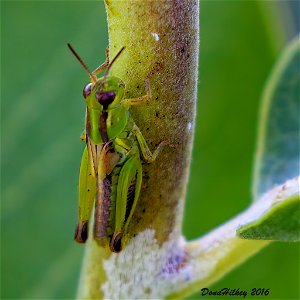 North American Spur-throated Grasshoppers