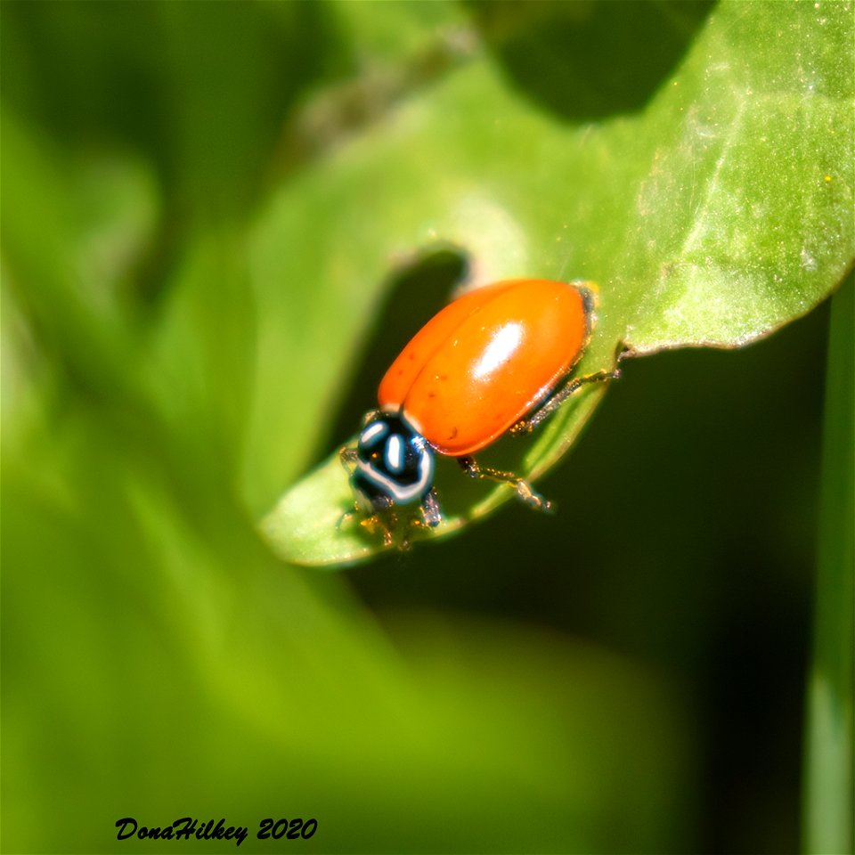Convergent Lady Beetle