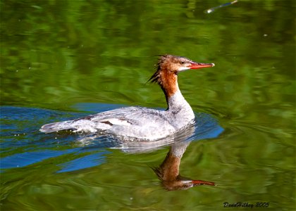 Common Merganser hen photo