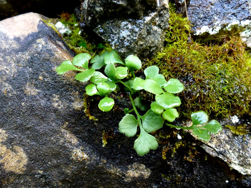 Asplenium ruta-muraria L., 1753