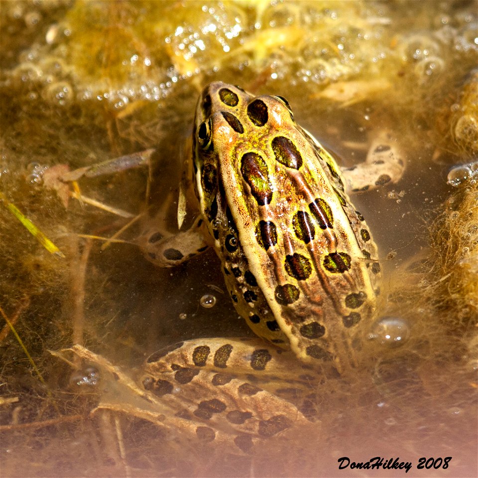 Leopard Frog