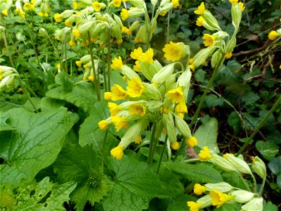Primula veris L., 1753