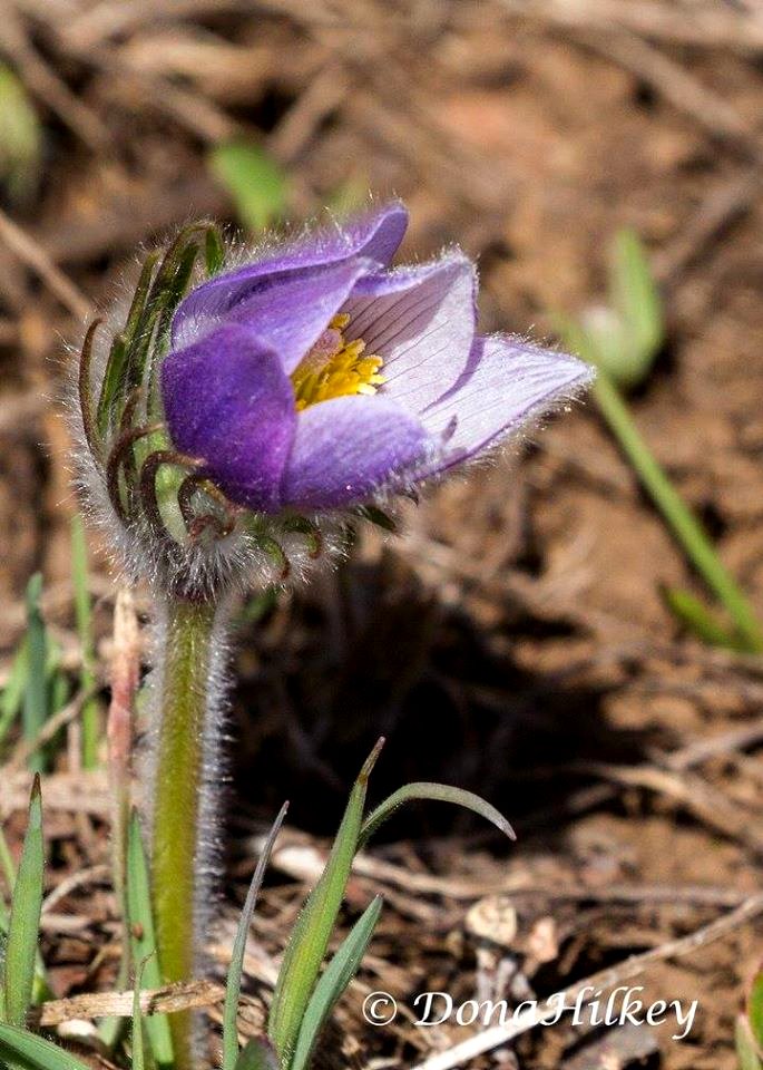 Pasque Flower April 15, 2017 on CR 12, Marvine Creek road