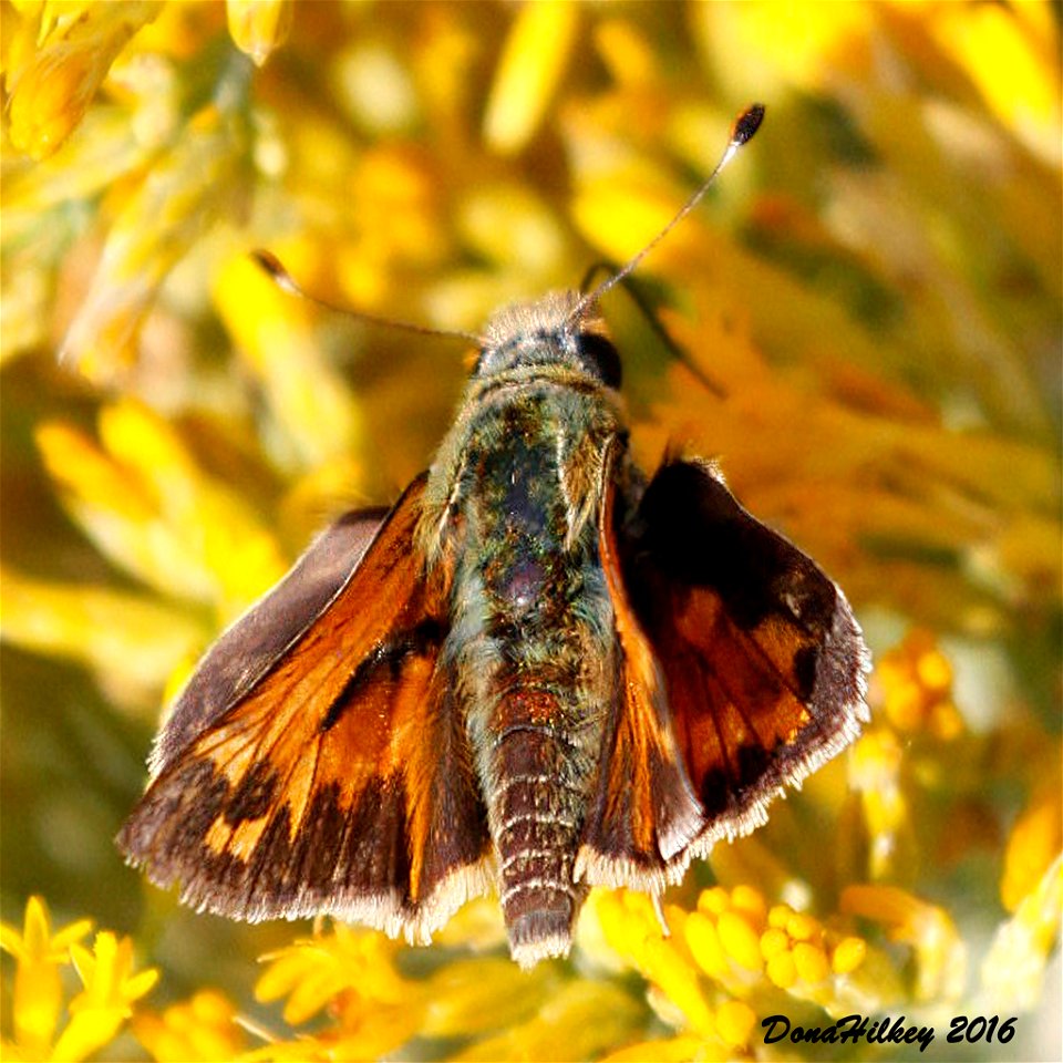 Juba Skipper Hesperia juba