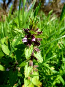 Stachys arvensis (L.) L., 1763