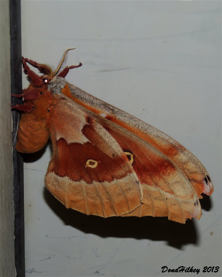 Polyphemus Moth Antheraea polyphemus
