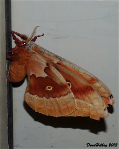 Polyphemus Moth Antheraea polyphemus photo