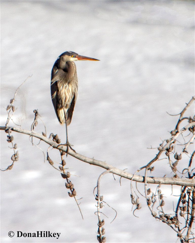 GBHE-snow-29april2020-CR8