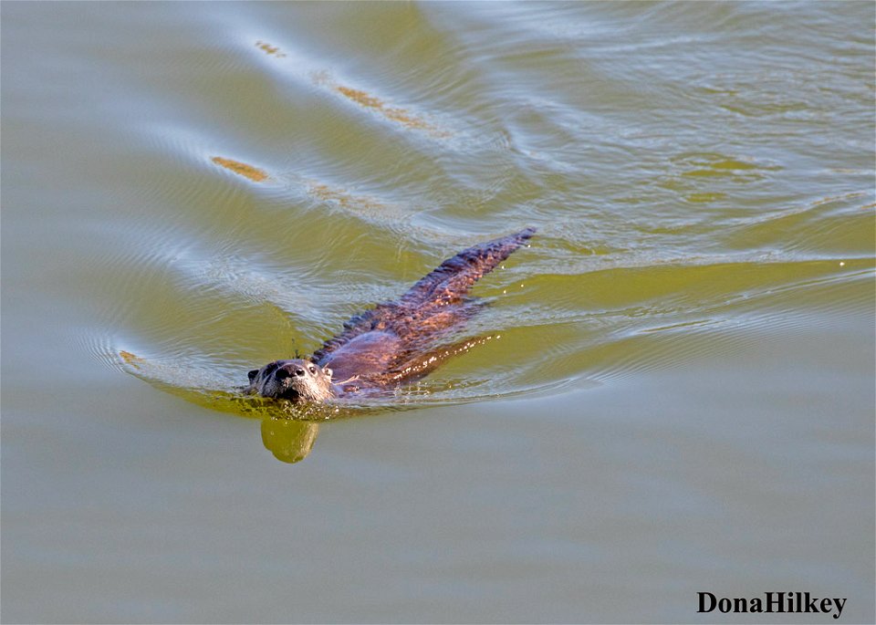 North American River Otter