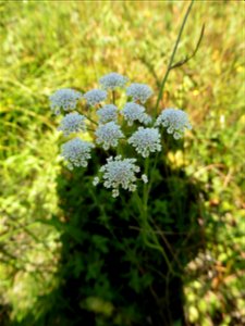 Oenanthe lachenalii C.C.Gmel., 1805