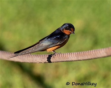 Barn Swallow photo