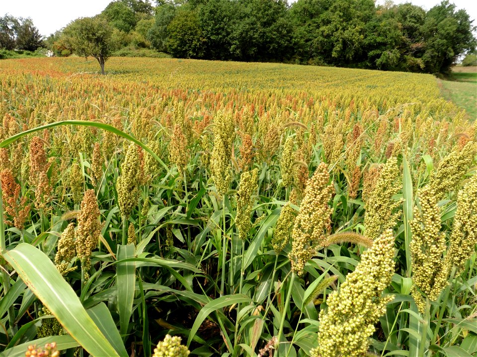 Sorghum Moench, 1794
