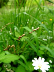 Melica uniflora Retz., 1779
