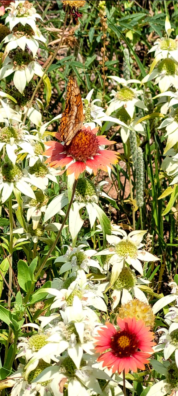 Wildflowers in Bloom on the Black Kettle NGs