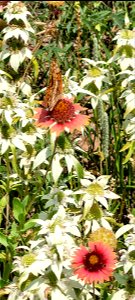 Wildflowers in Bloom on the Black Kettle NGs