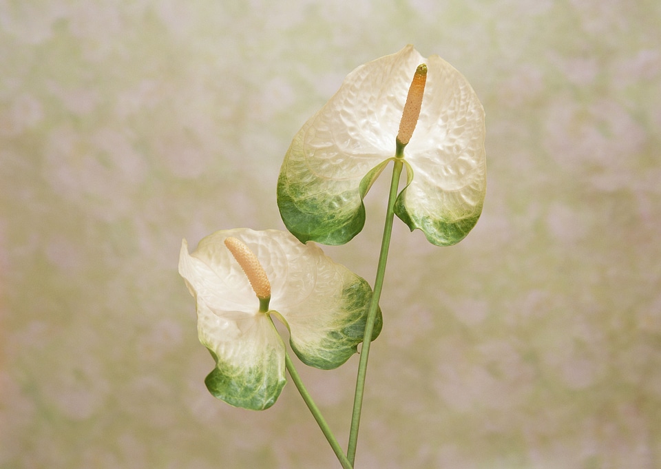 Single White flower Spadix