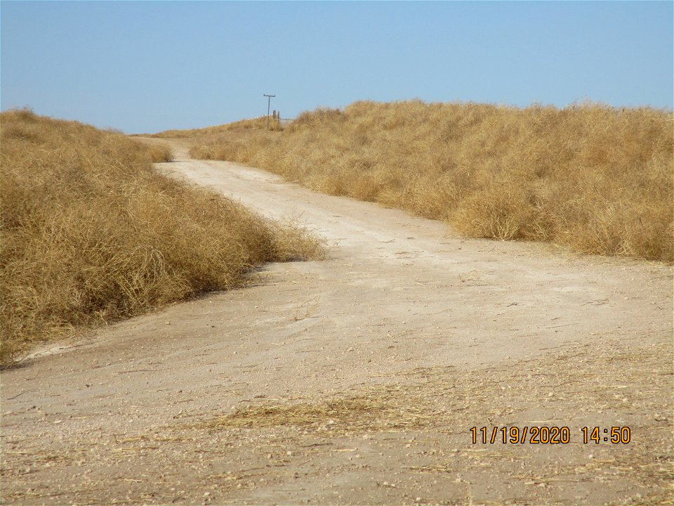 Tumble Weed Take Over