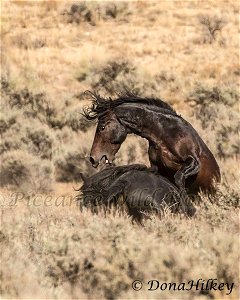 Piceance Wild Horses