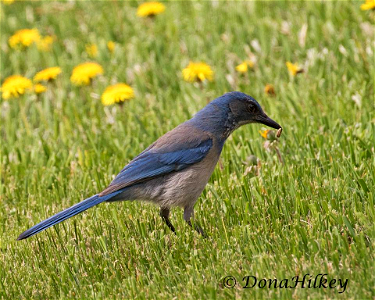 Woodhouse's Scrub Jay