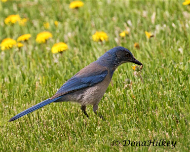 Woodhouse's Scrub Jay photo