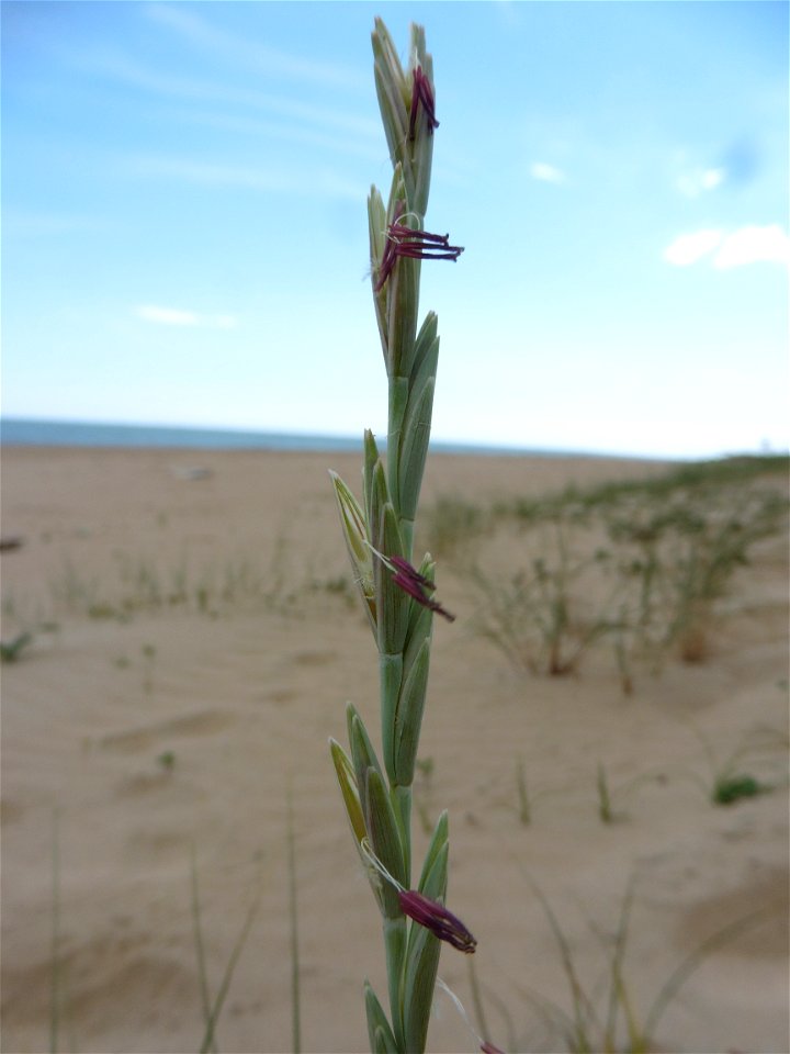 Elytrigia juncea subsp. boreoatlantica (Simonet & Guin.) Hyl., 1953