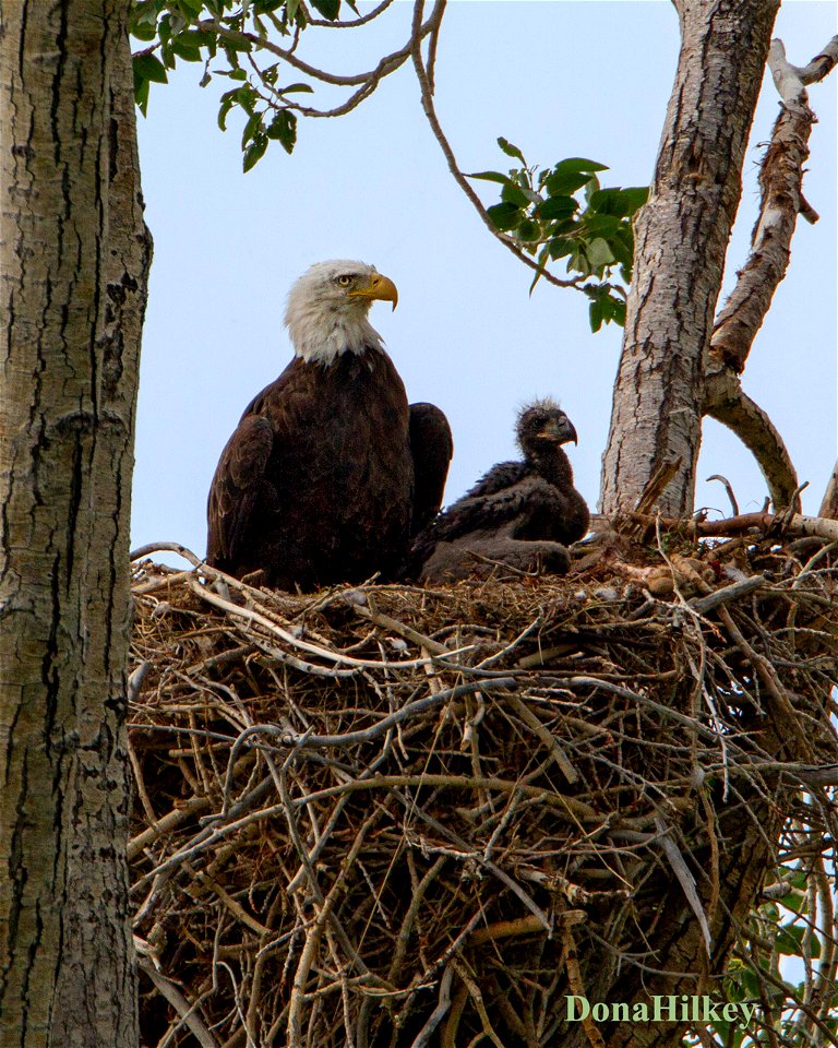 BAEA-nest-25june2020-1