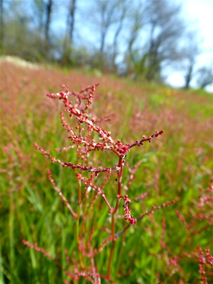 Rumex acetosella L., 1753
